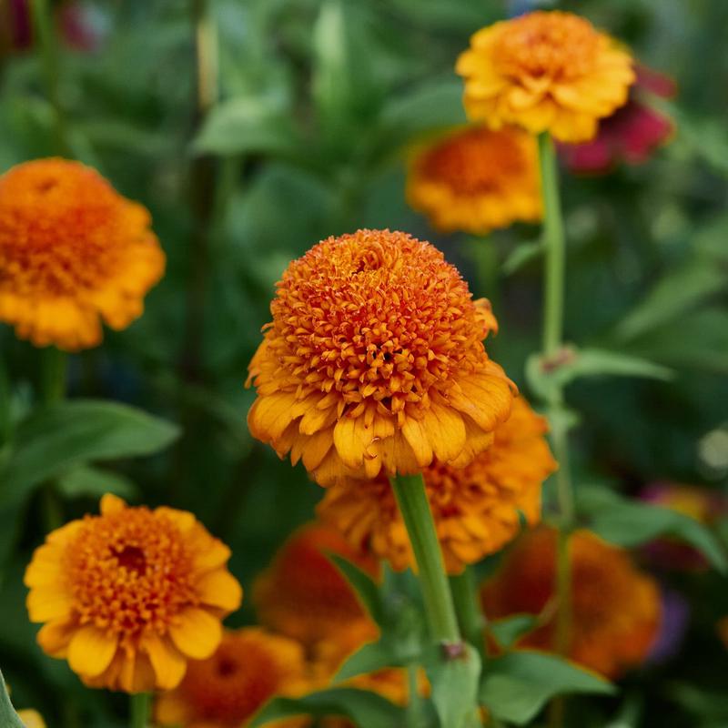 Zinnia Cresto Orange Flower | X 30 Seeds