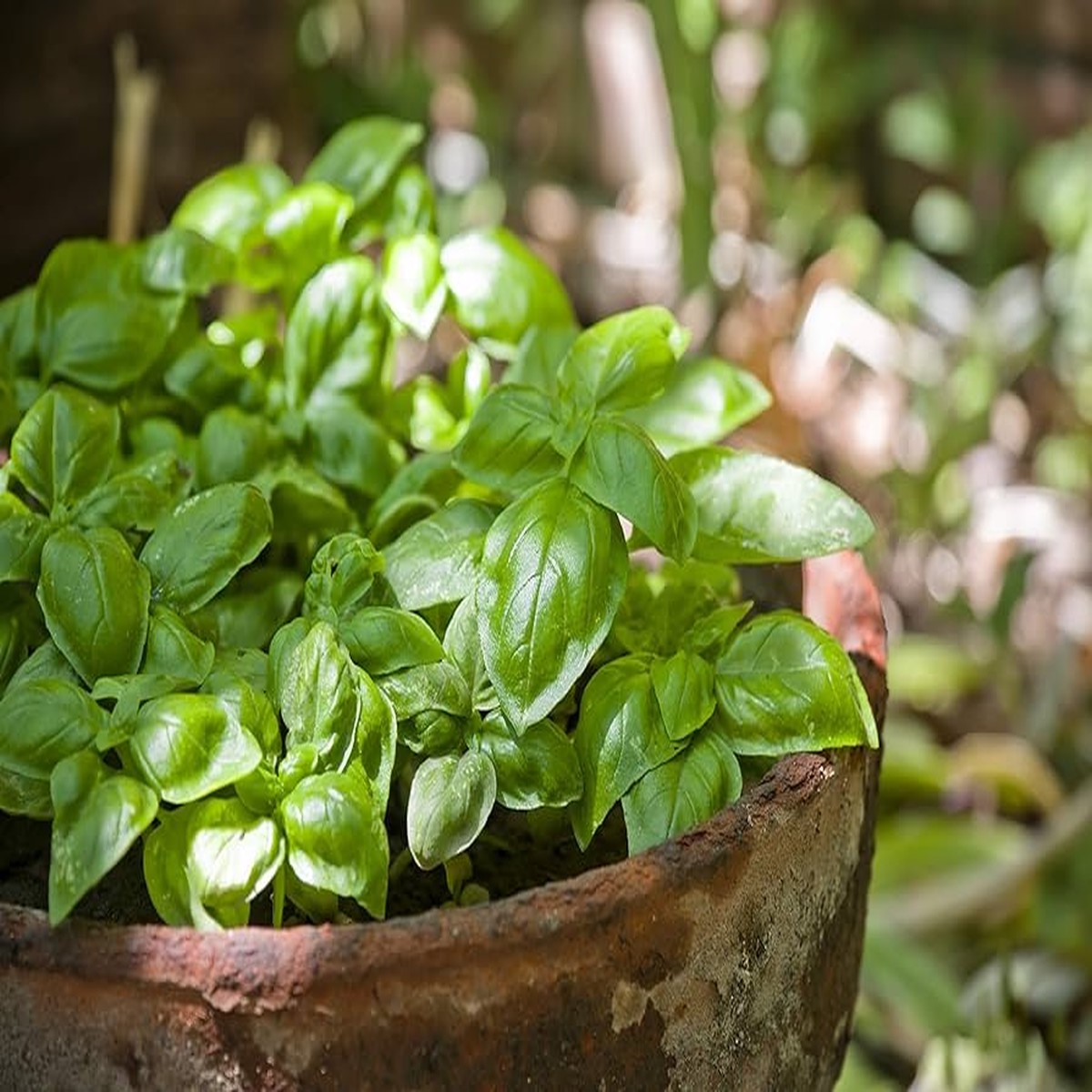200 Dwarf Greek Basil Seeds Ocimum basilicum Heirloom, Compact & Fragrant, Perfect for Containers, Non-GMO