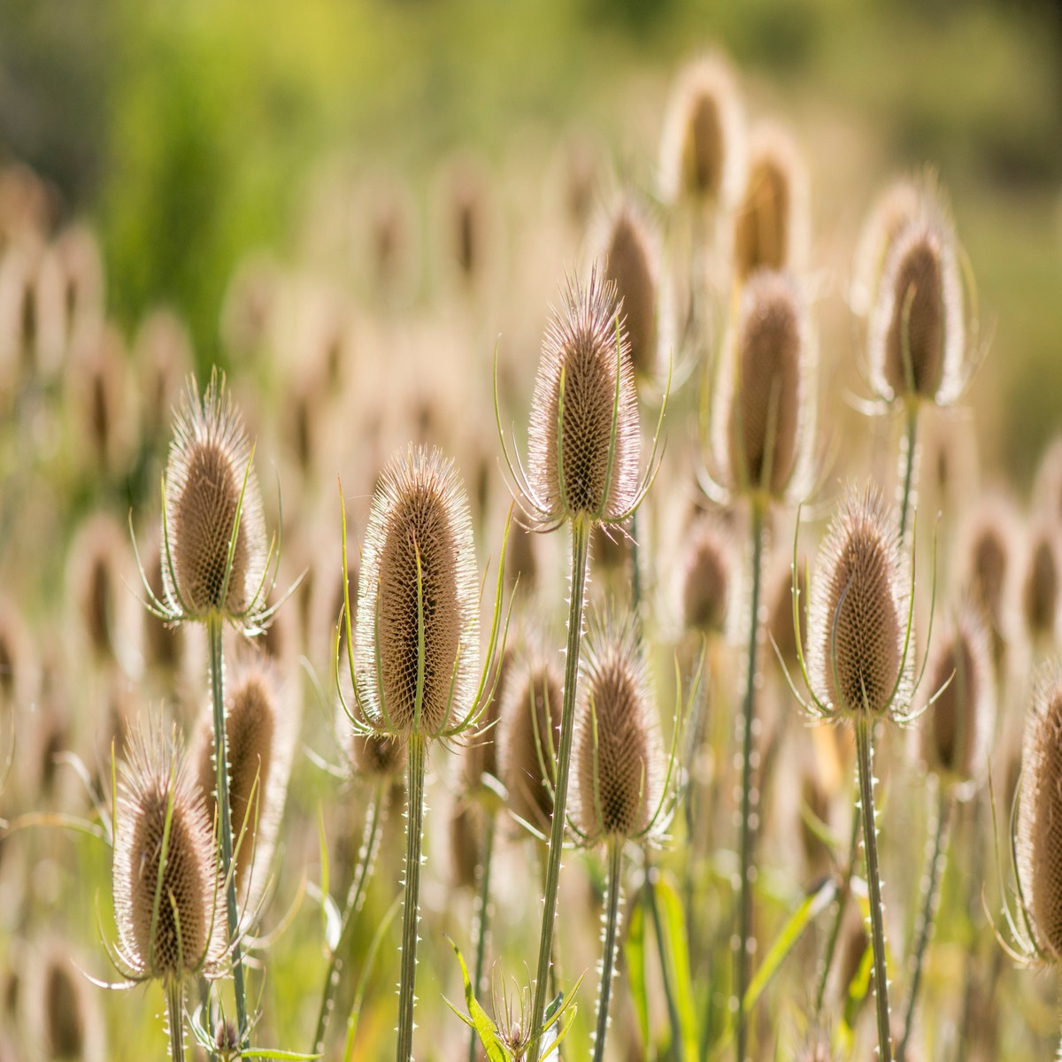 75 FULLERS TEASEL Indian Teasel Dipsacus Sativus White Flower Herb Seeds