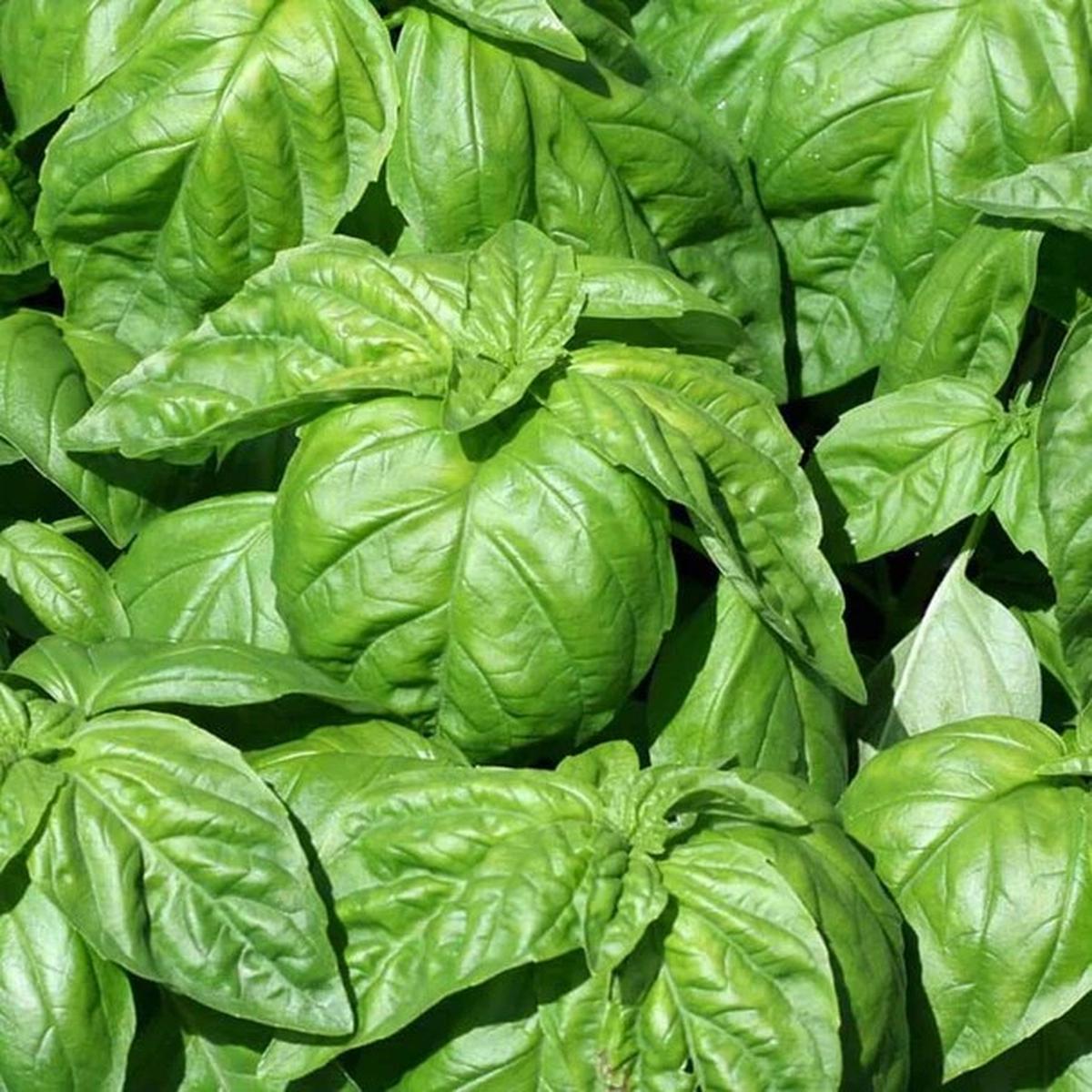 Basil - Lettuce Leaf