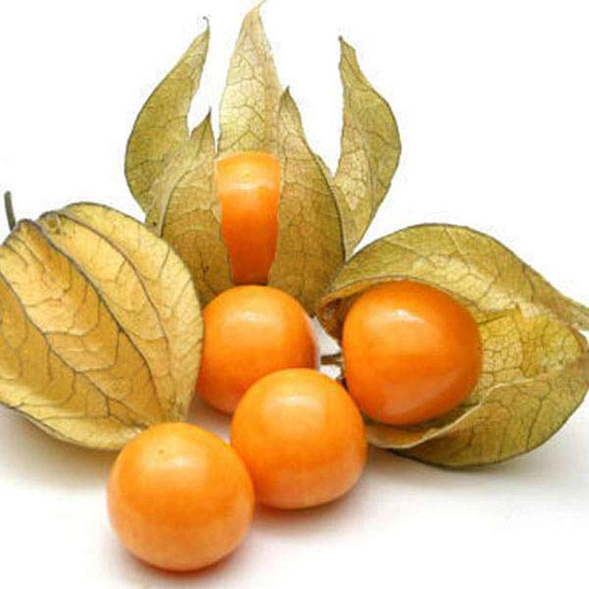 Cape Gooseberry Rasbhari 8211 Fruit Seeds