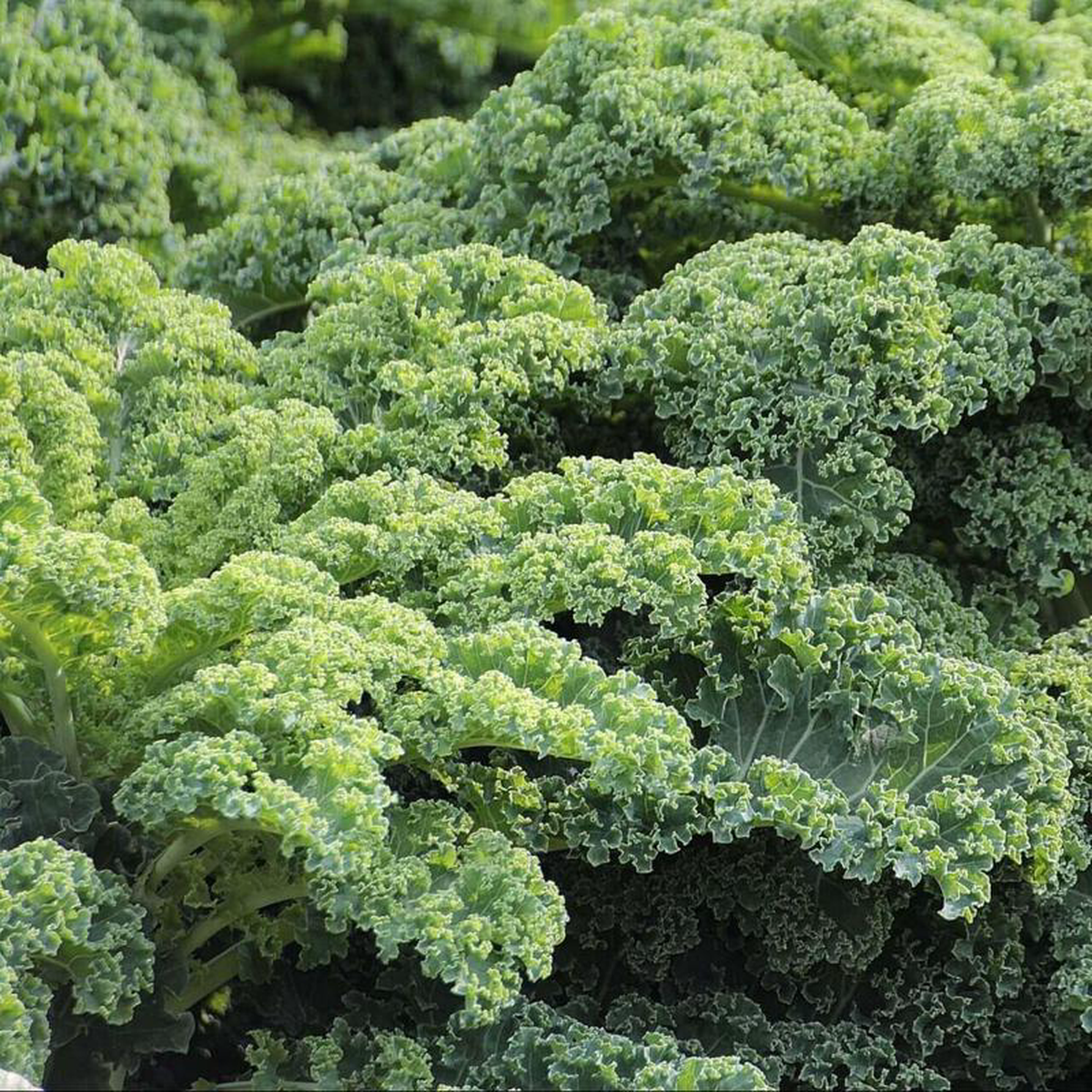 Kale Dwarf Curled Scotch 8211 Ontario Seed Company