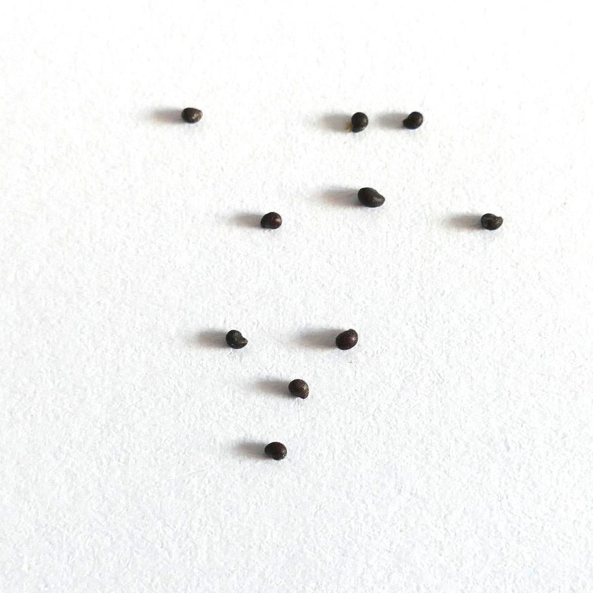Mammillaria barbata SEEDS - 10 Seeds