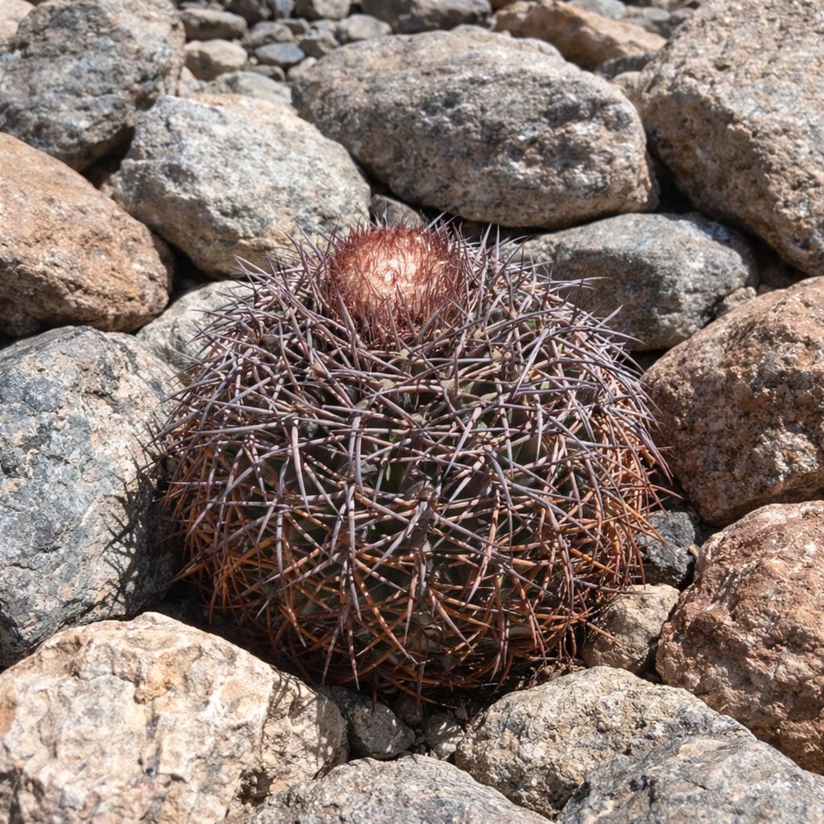 Melocactus amstutziae KK538 SEEDS - 100 Seeds