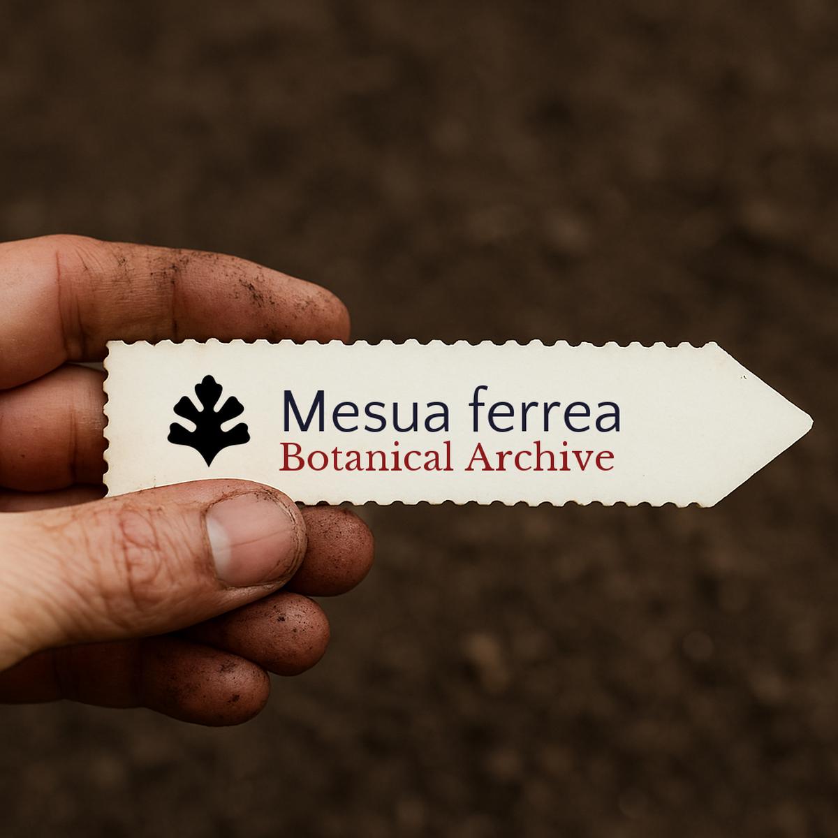 Mesua ferrea SEEDS