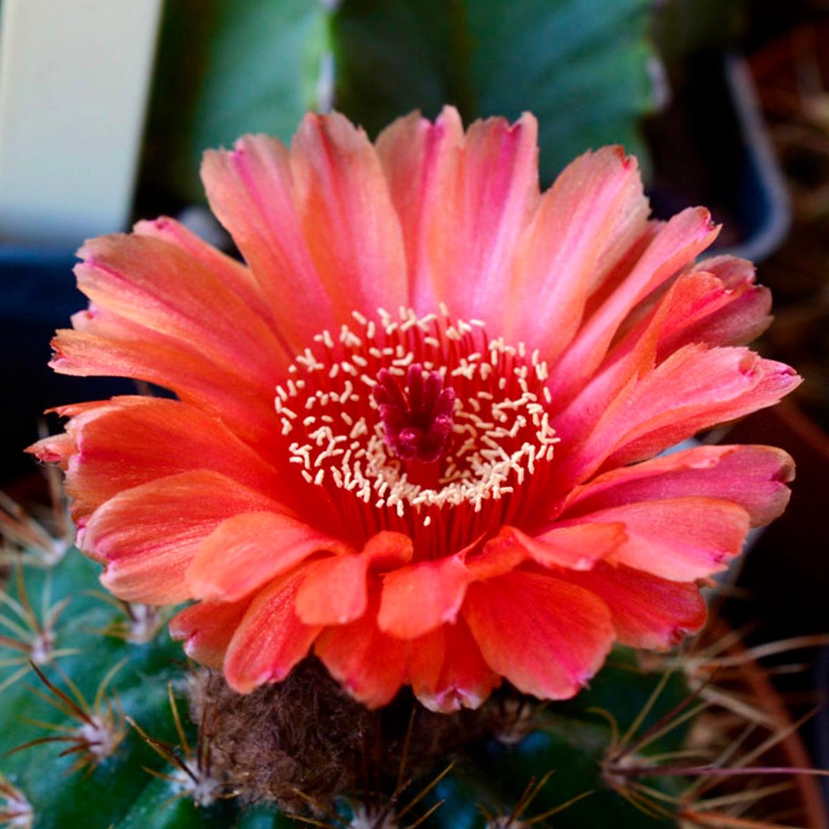 Notocactus ottonis var. vencluianus SEEDS