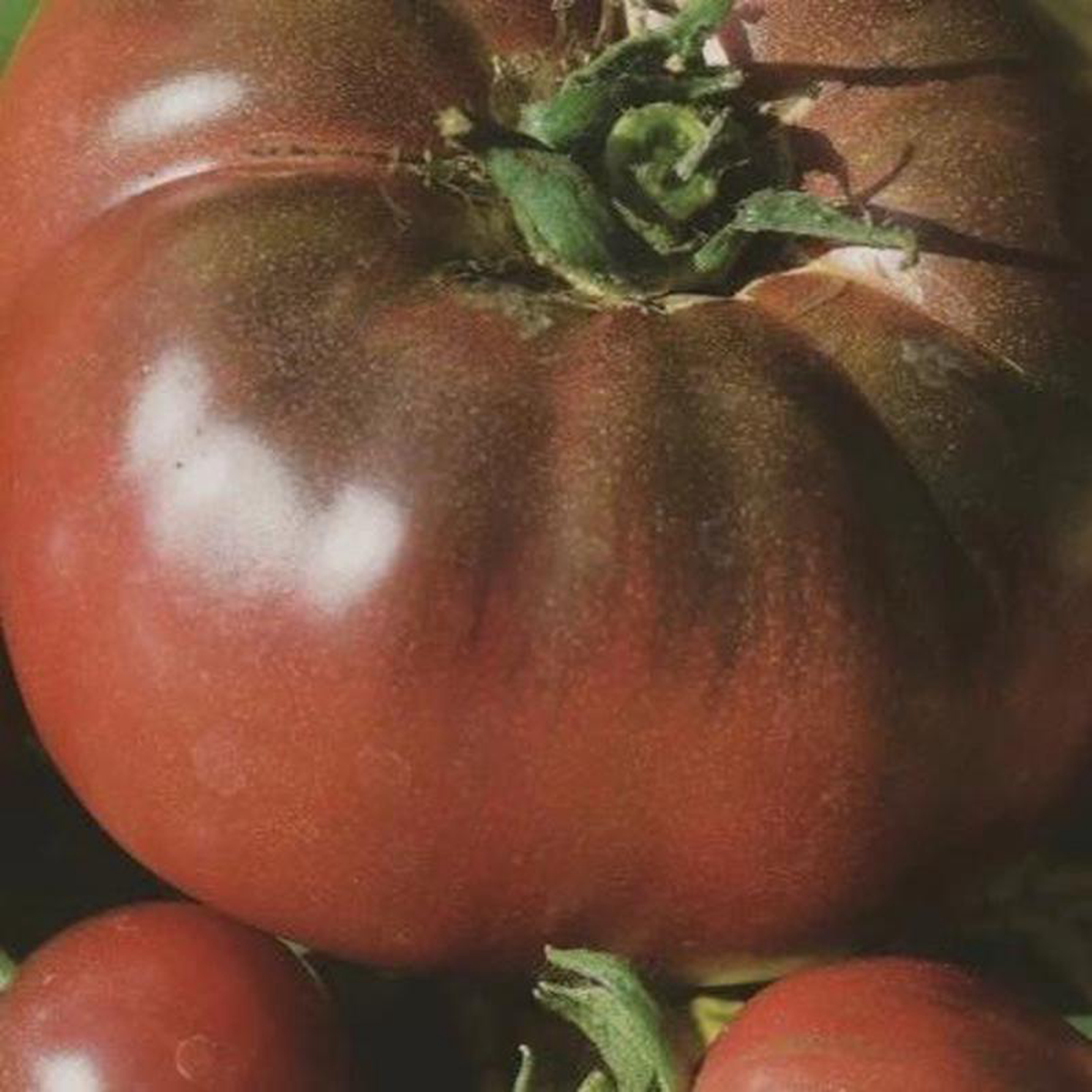 Organic Tomato Black Russian 8211 Metchosin Farm Seeds