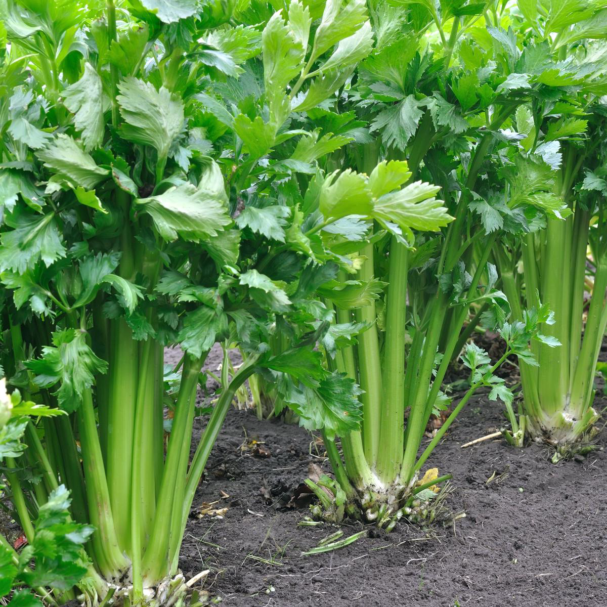 Organic Utah Tall Celery Seeds