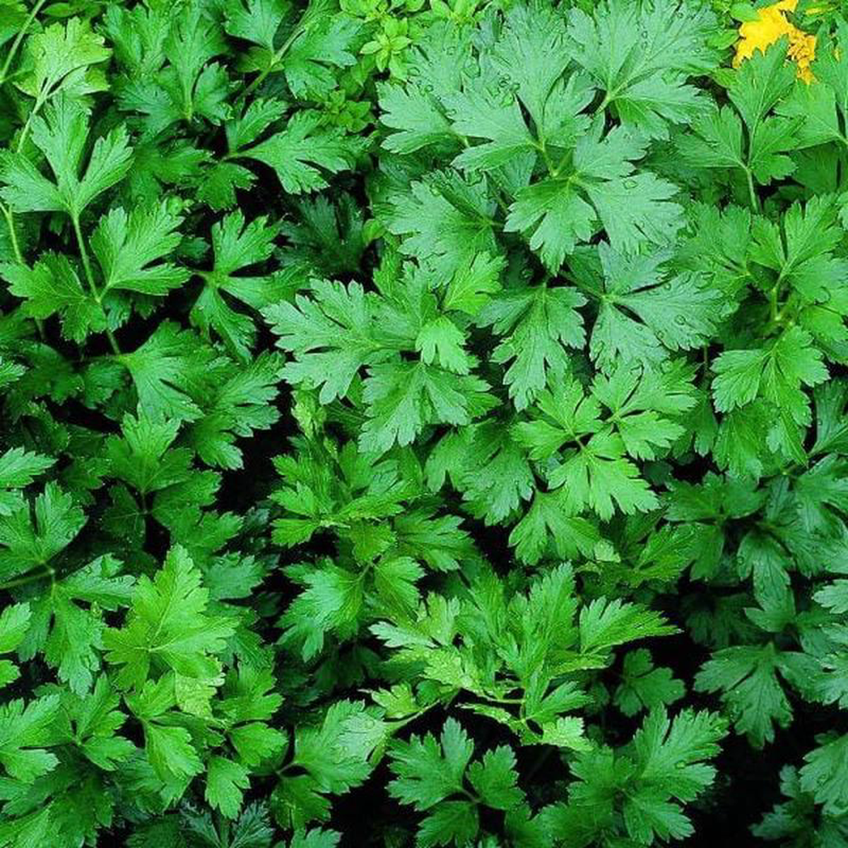 Parsley Italian 8211 Good Earth Farms