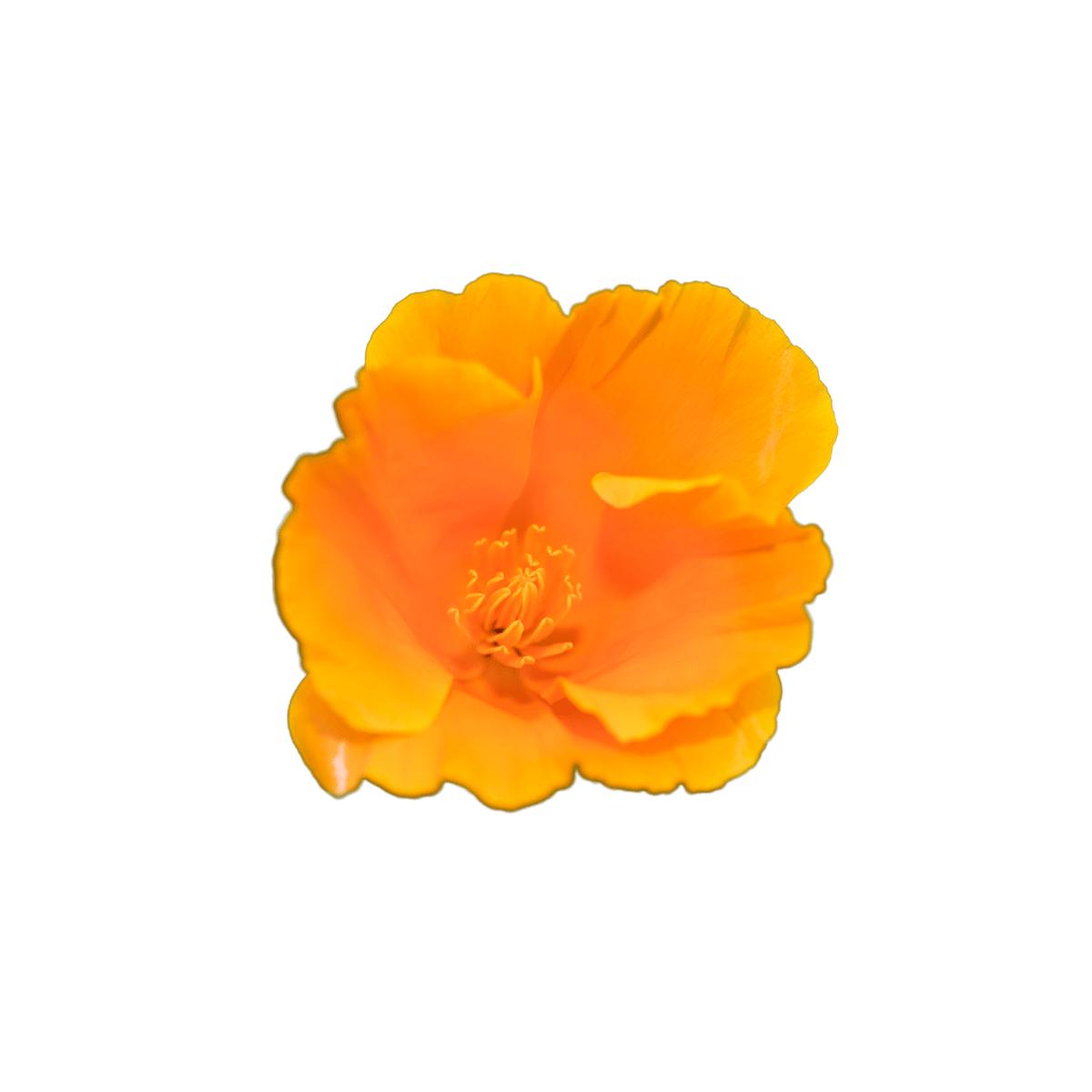 Poppies California Orange Seeds | West Coast Seeds