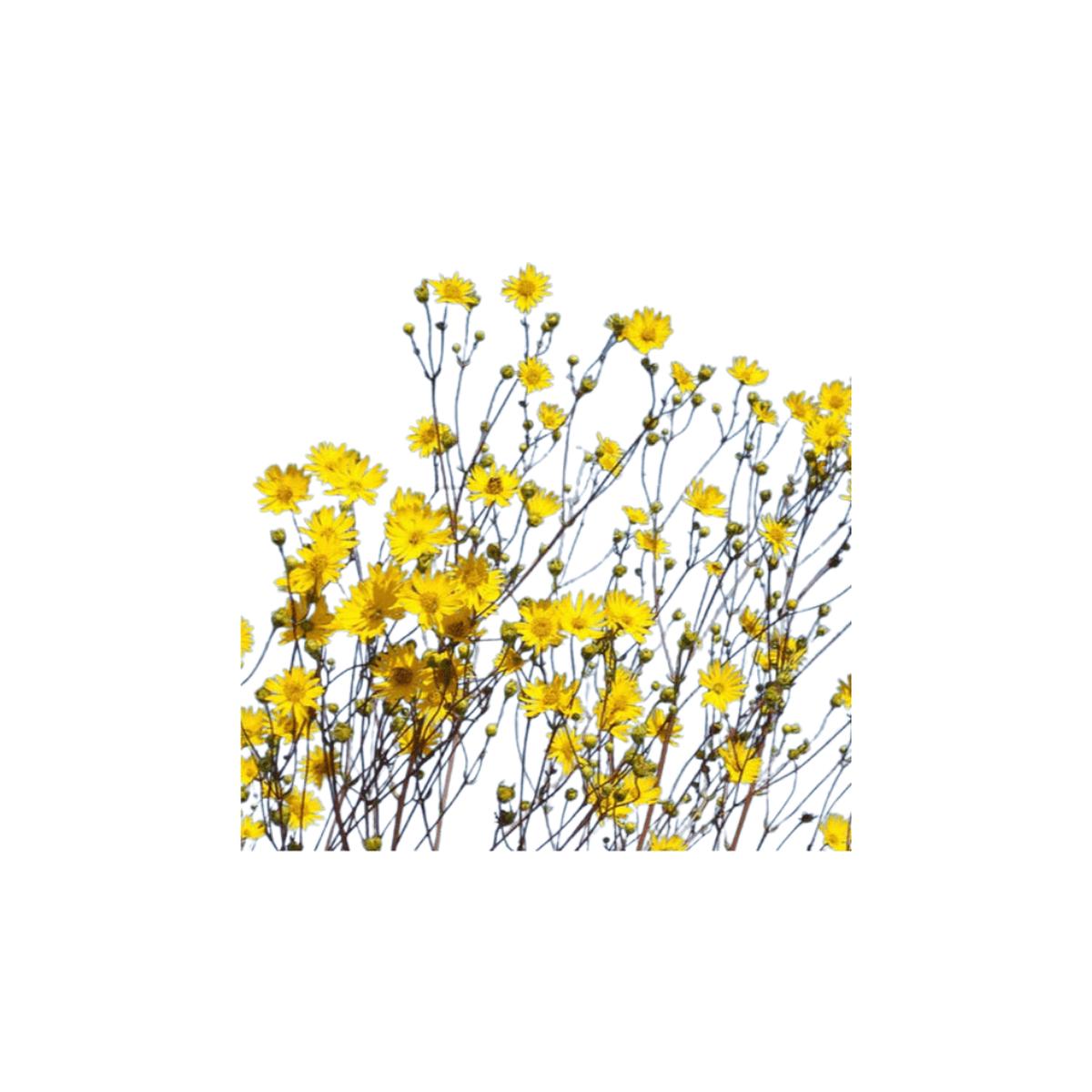 Prairie Dock Seeds | Northern Wildflowers