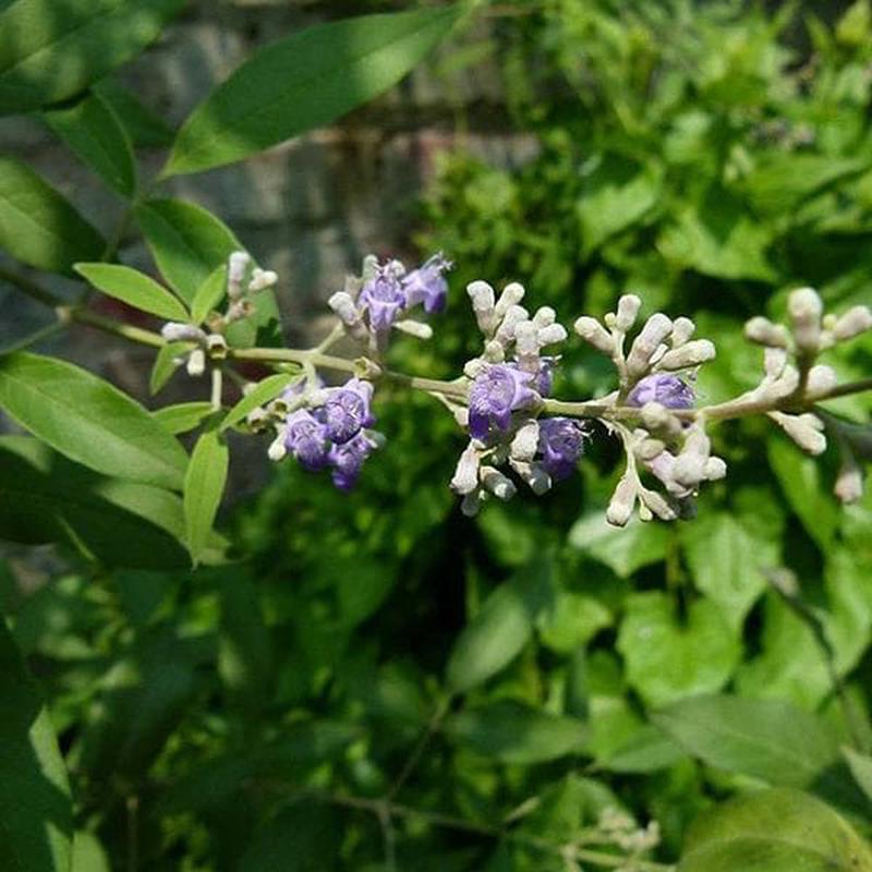 Vitex Negundo, Nirgundi Seeds - 0.5 kg Seeds