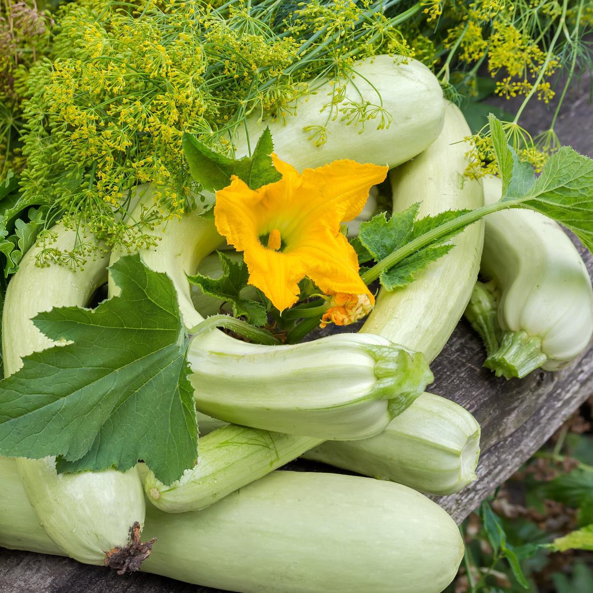 Zucchini Long White of Palermo Seeds