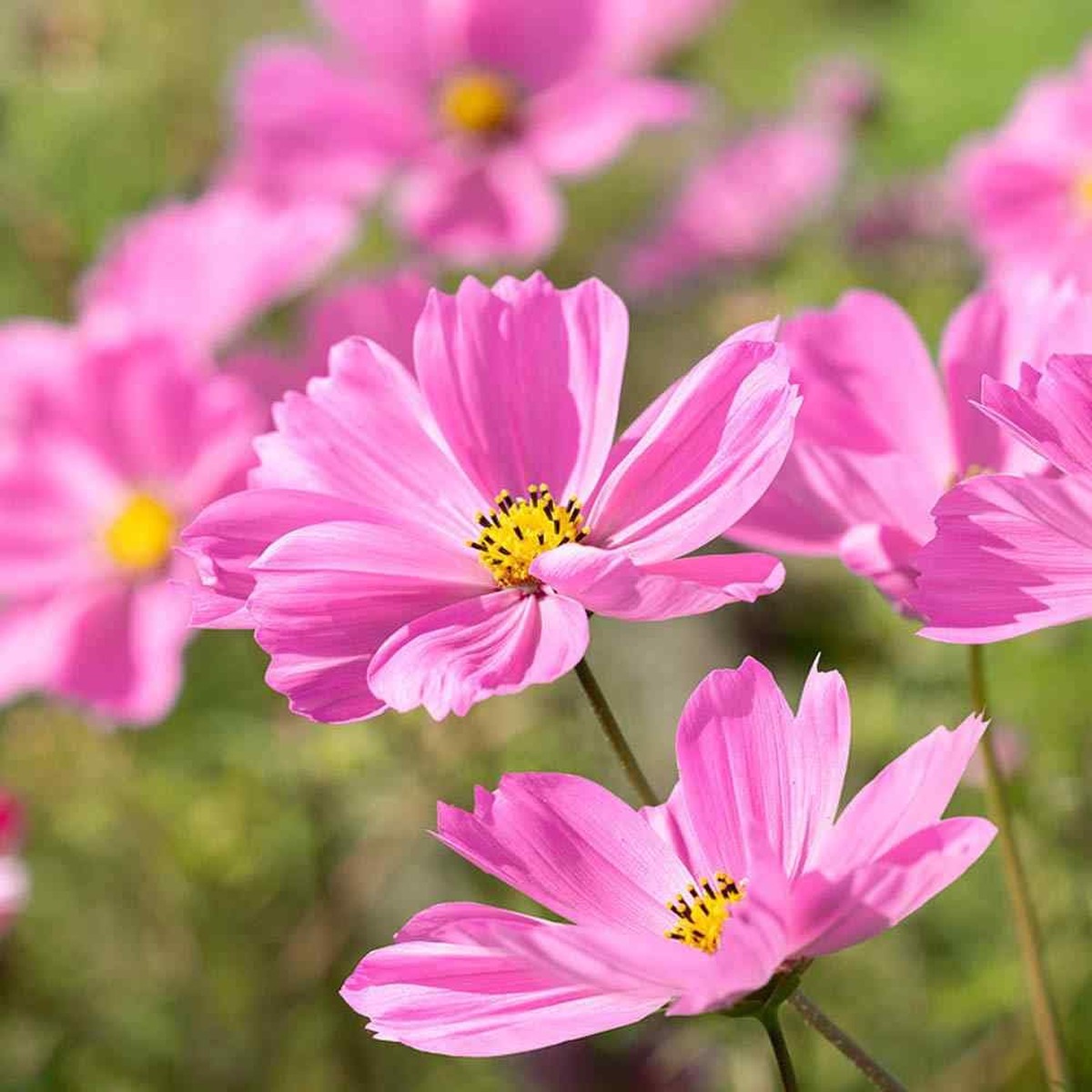 100 Seeds Cosmos Gloria (Cosmos bipinnatus) Bright Pink Blooms, Pollinator-Friendly, Easy-to-Grow Annual Flower Seeds