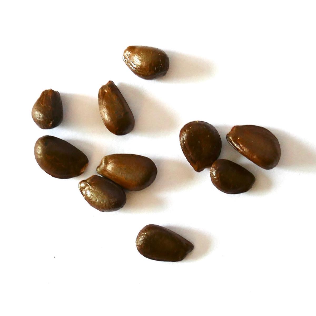Annona cherimola SEEDS - 10 Seeds