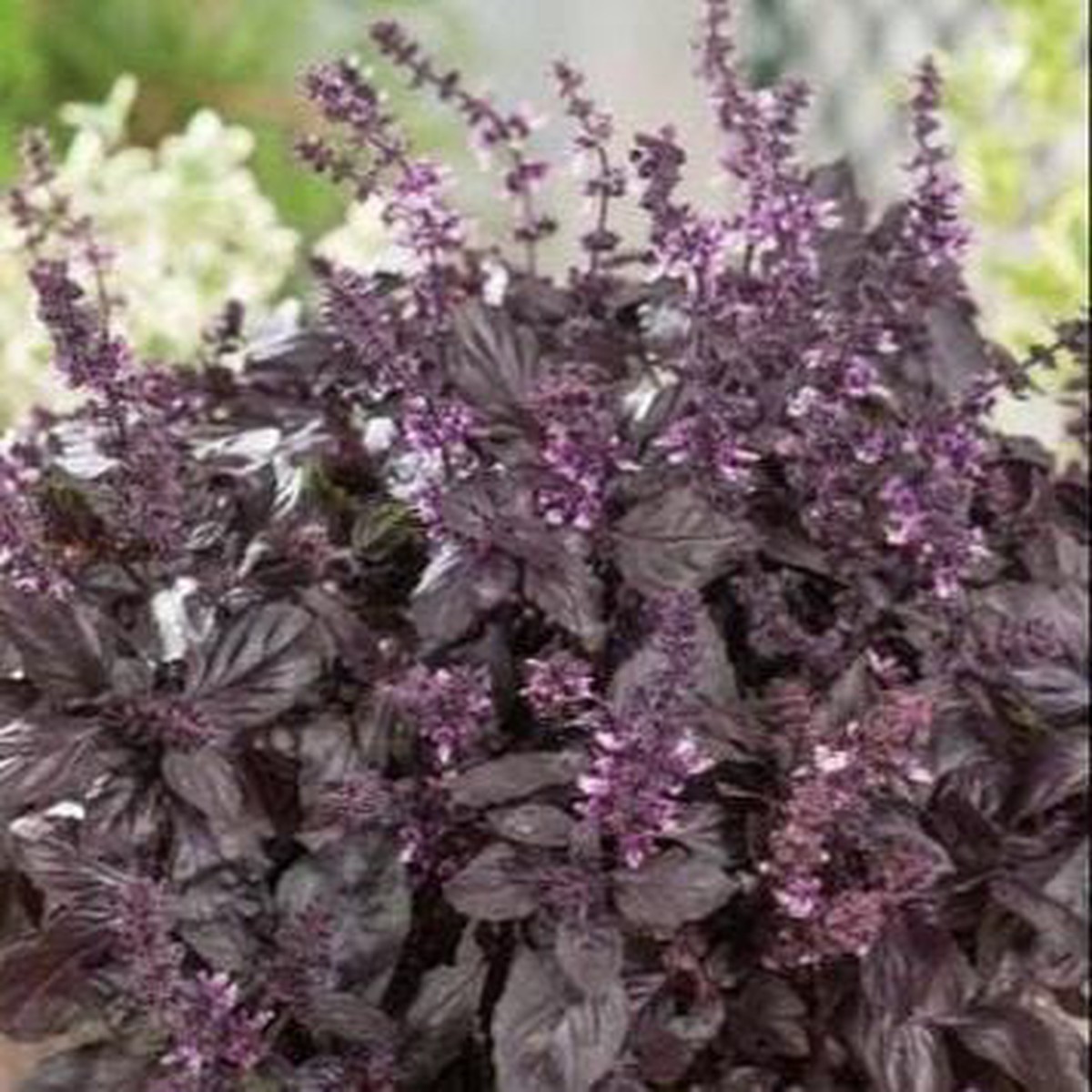 Basil Red Rubin - Aimers Organic Seeds