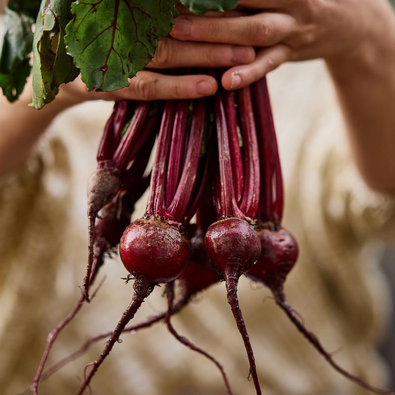 Beetroot Early Wonder Vegetable | X 100 Seeds