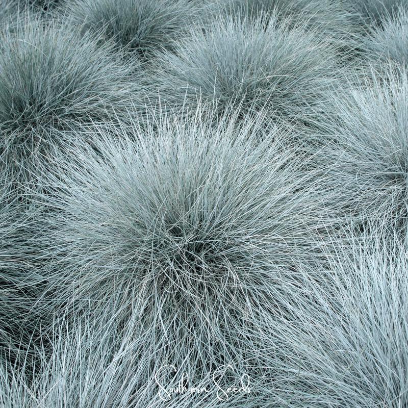 Blue Fescue  100 Seeds