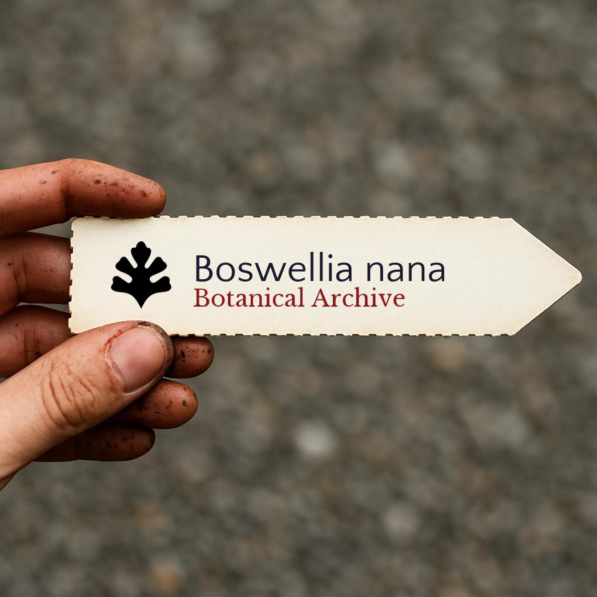 Boswellia nana SEEDS