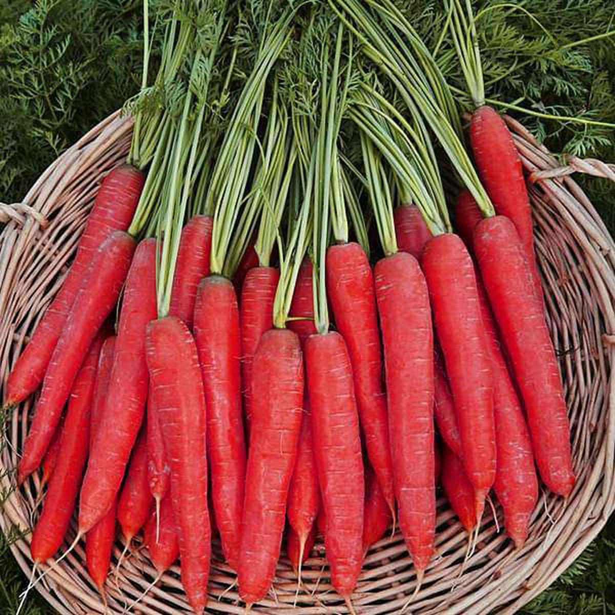 Carrot Selection Red - Vegetable Seeds - Default Title