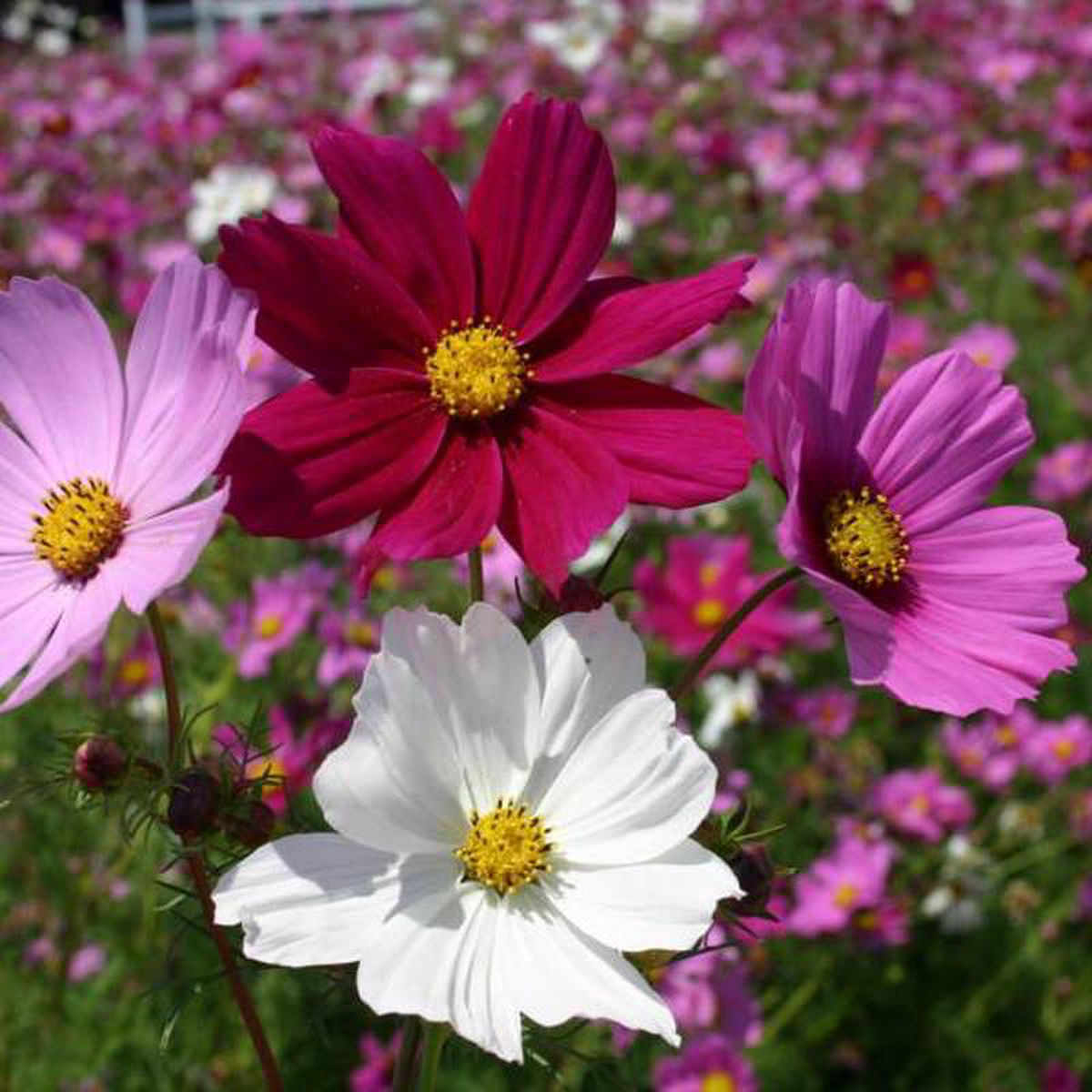 Cosmos Mix 8211 Saanich Organics