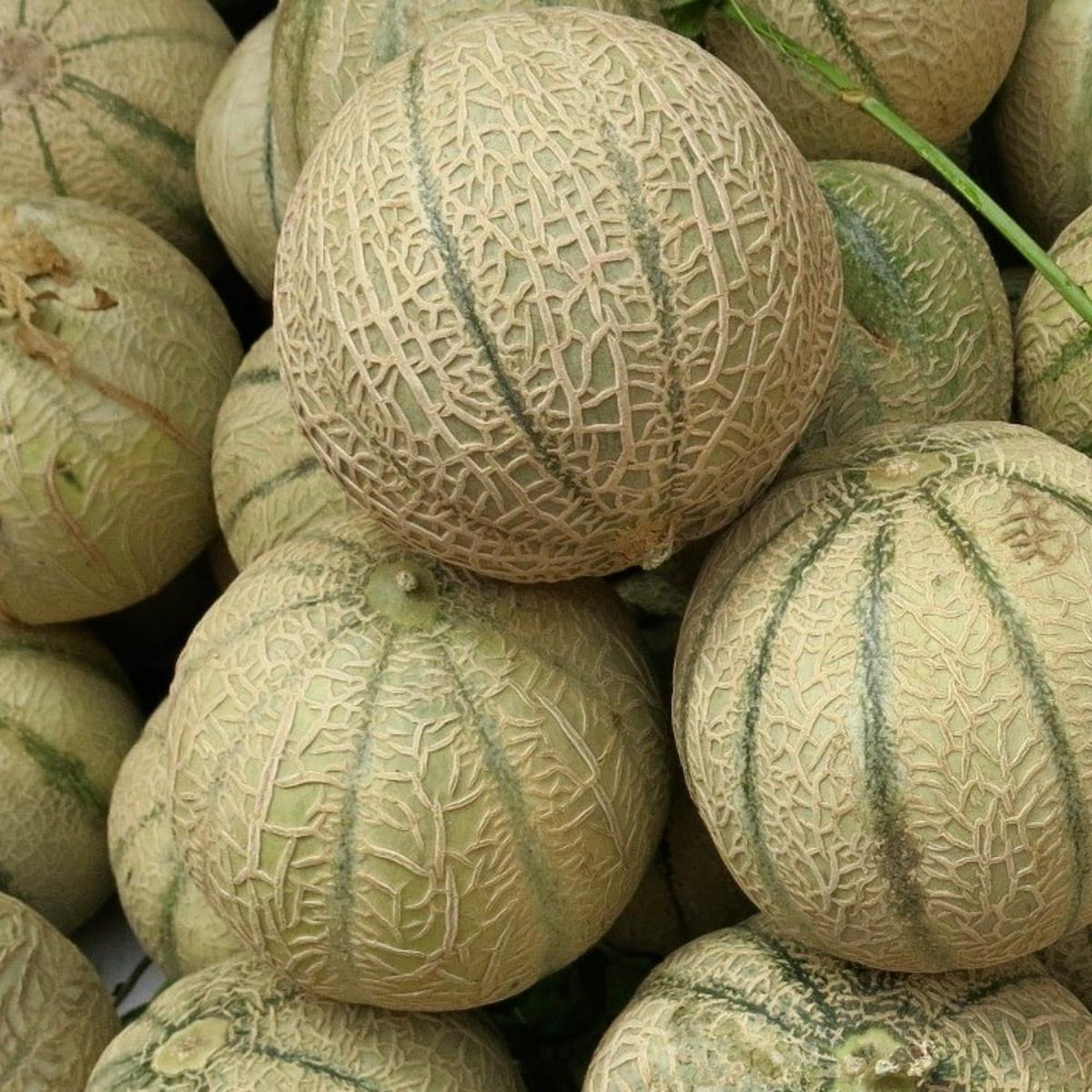 Cucumis melo var cantalupensis 'Cantaloupe Melon' SEEDS