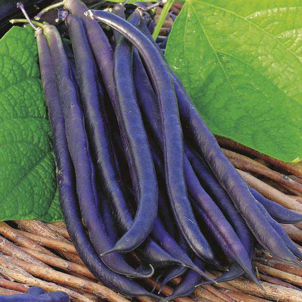 Dwarf Beans Purple Queen - Vegetable Seeds - Default Title