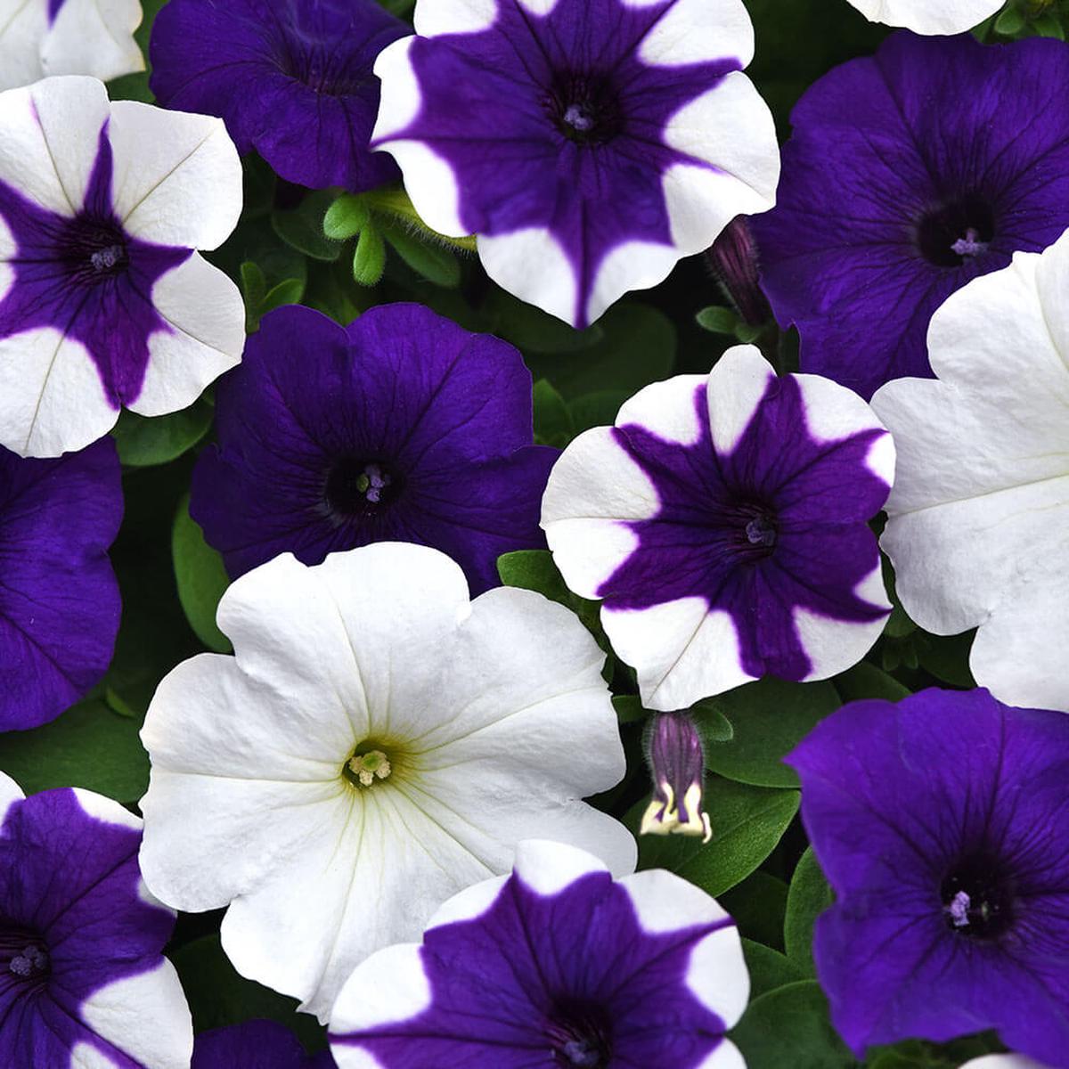 E3 Easy Wave Dj Vu Mix Petunia Seeds