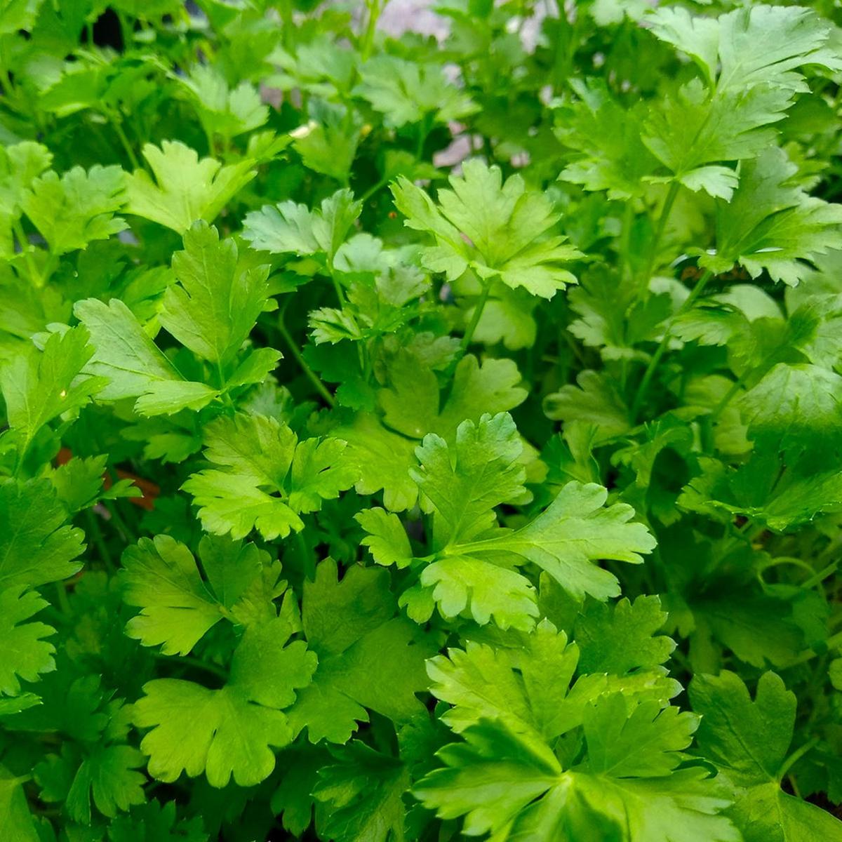 Flat Leaf Parsley (Petroselinum crispum)