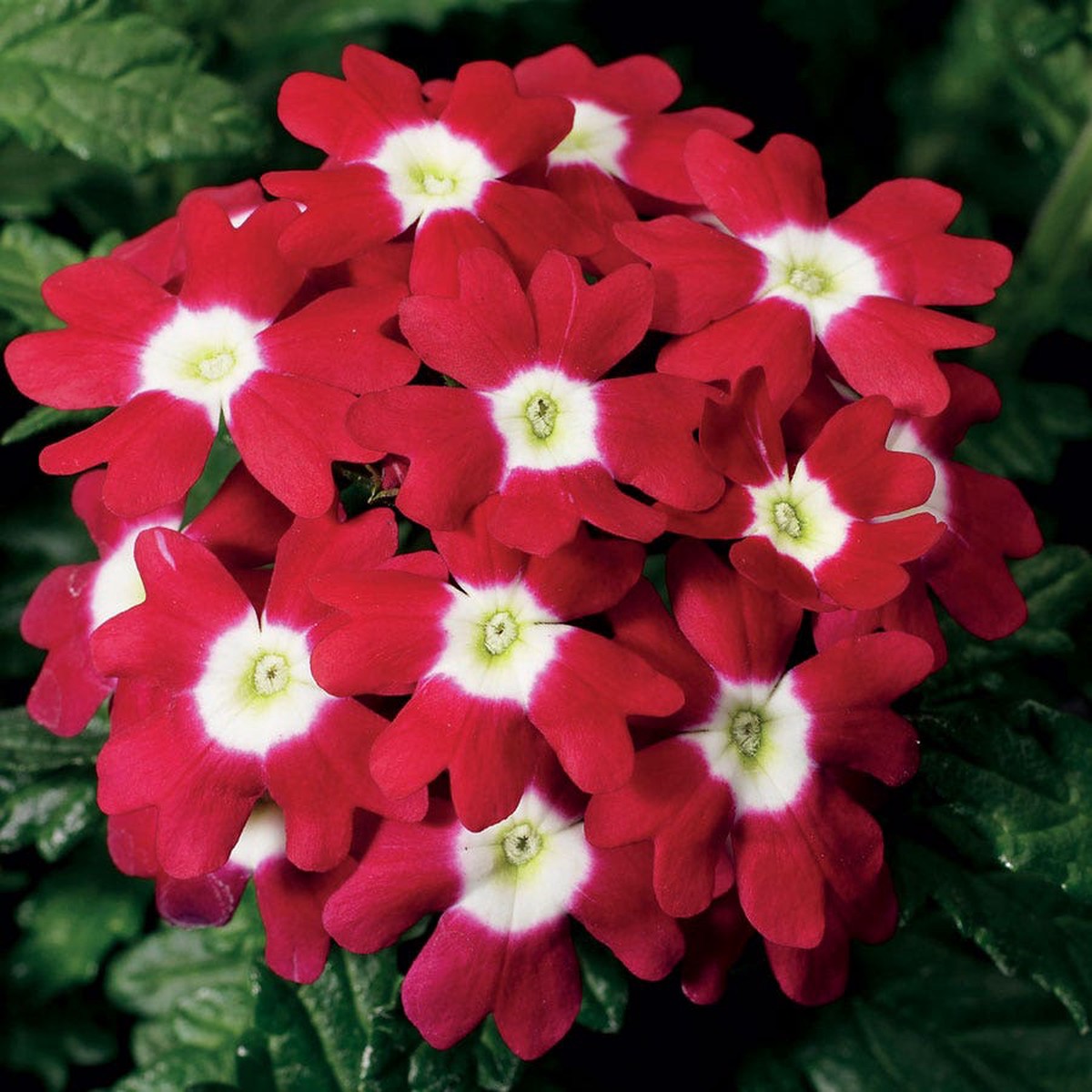 Obsession Red with Eye Hybrid Verbena Seeds