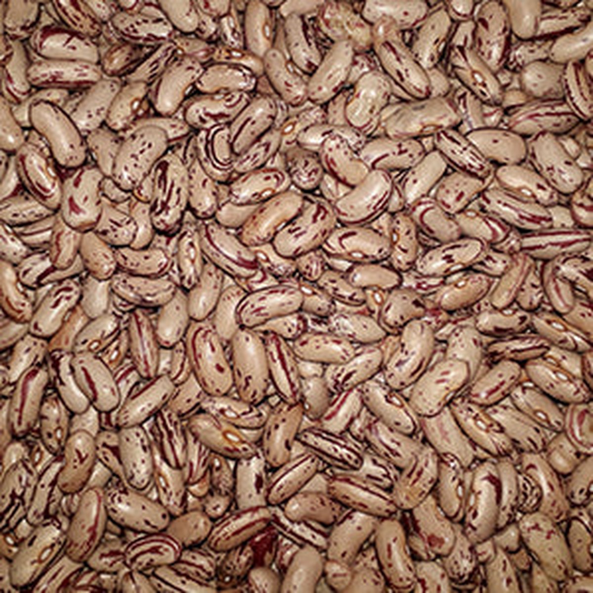 Oribi Hybrid Dry Sugar Beans - Bulk Vegetable Seeds