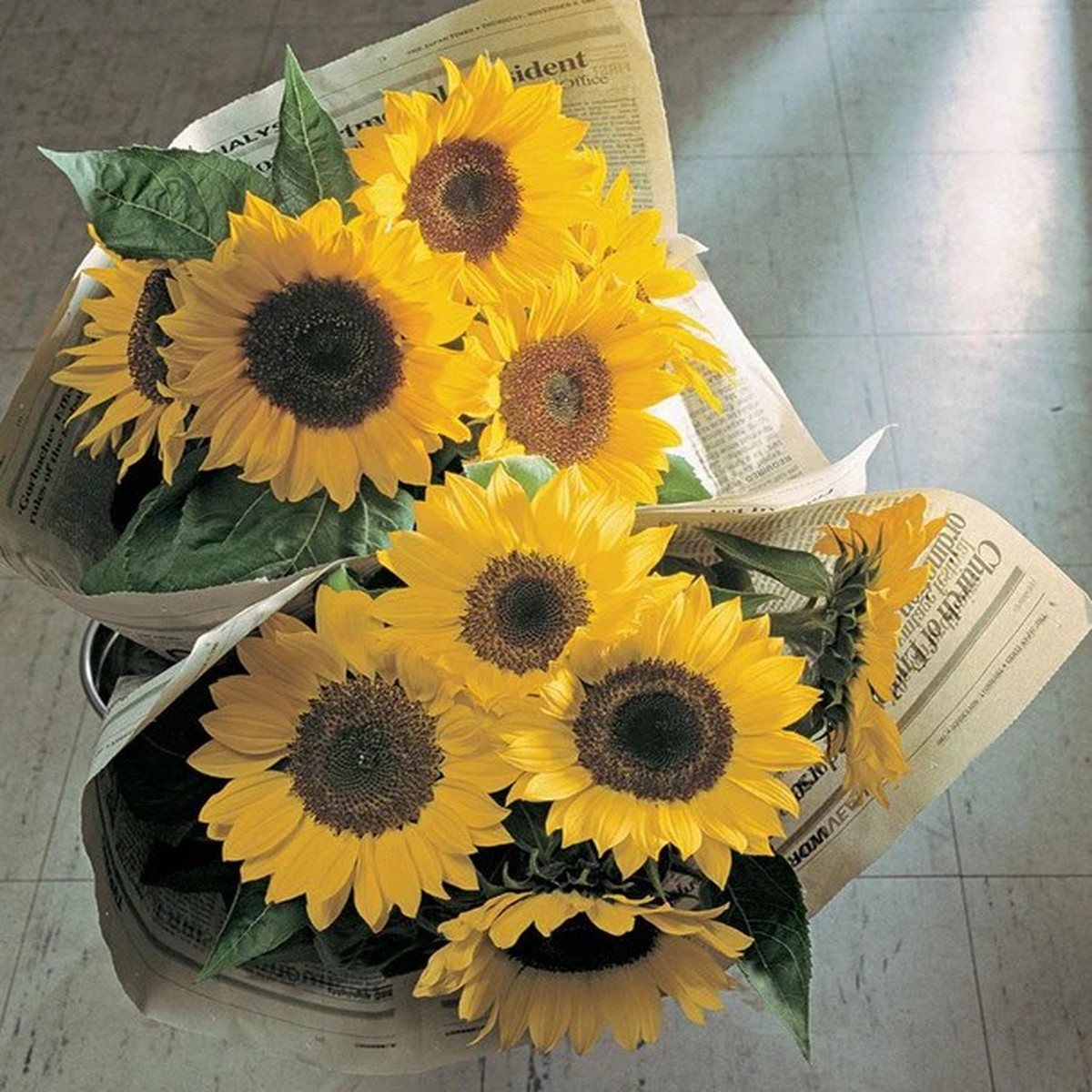 Sunflowers - Sunrich Lemon Sunflower