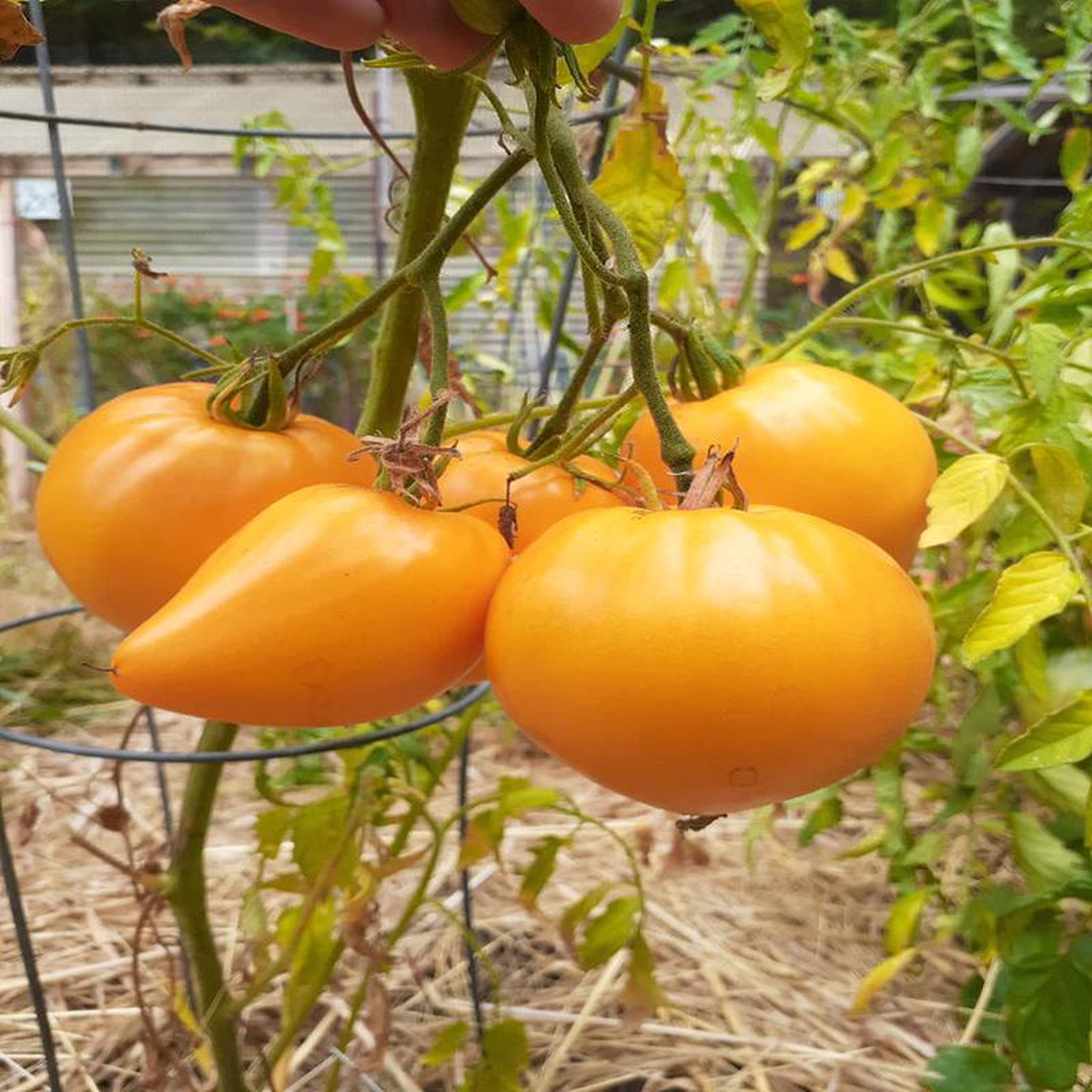 Tomato Golden King of Siberia 8211 Eagleridge Seeds