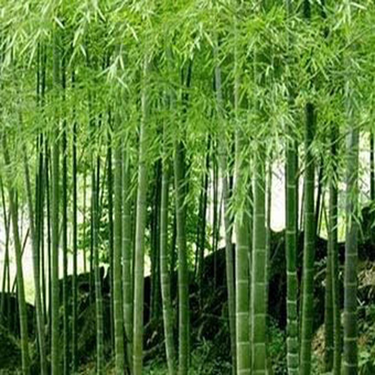 Umbrella Bamboo Planting Seeds for Lush Green Gardens and Eco-Friendly Landscaping