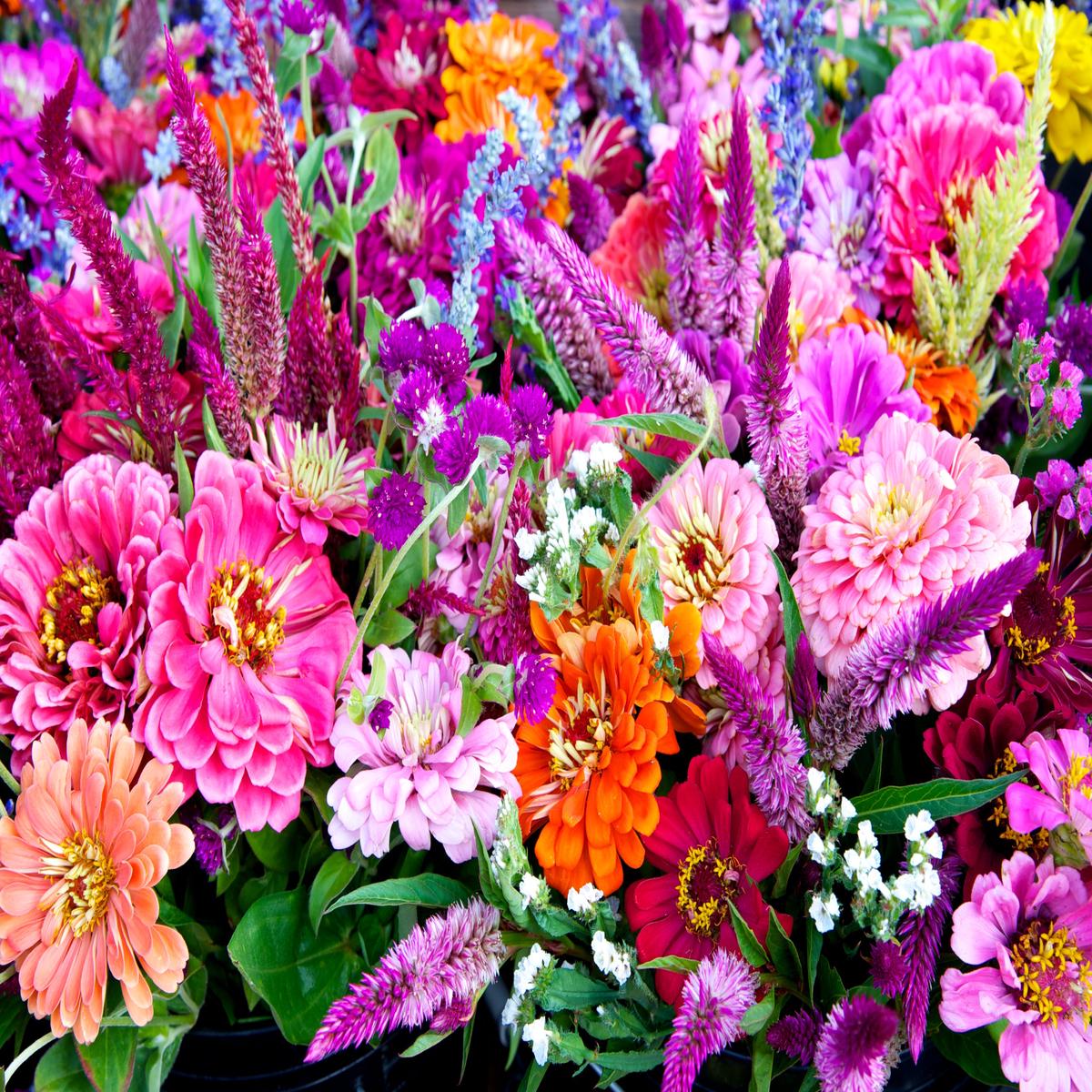 250 ZIN MASTER ZINNIA Mix Elegans Mixed Colors Flower Seeds