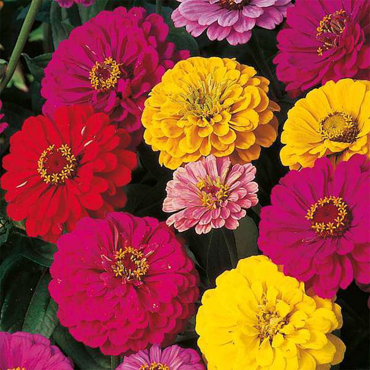 Zinnia Dahlia Mixed Color 8211 Desi Flower Seeds