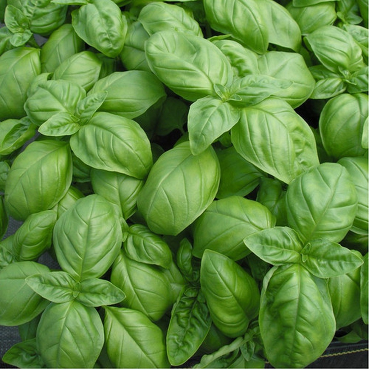200 Sweet Basil Seeds Ocimum basilicum Aromatic Culinary Herb, Heirloom, Non-GMO, Fast Growing, Perfect for Pesto & Cooking