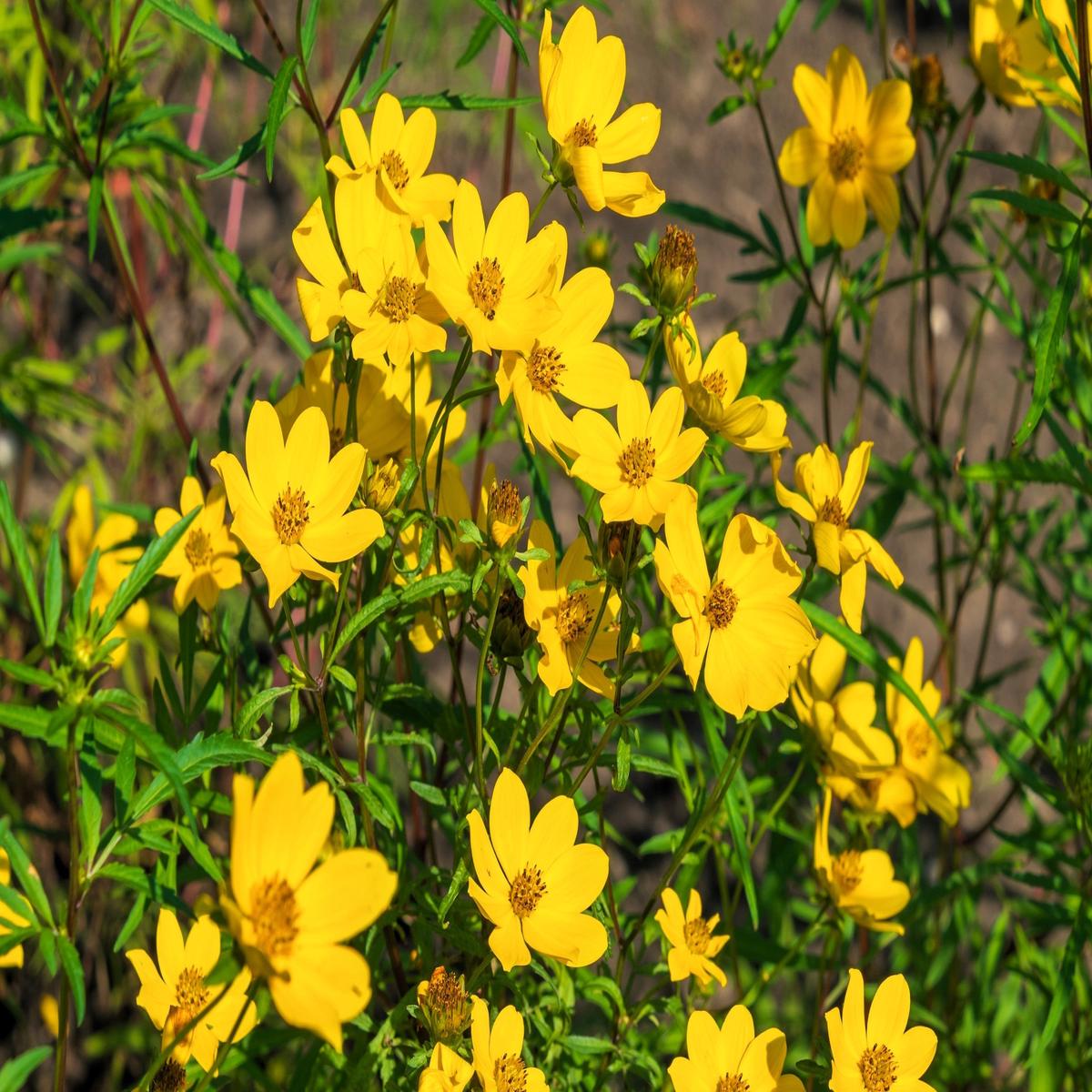 200 Yellow SWAMP MARIGOLD Bidens Aristosa Mutica Flower Seeds