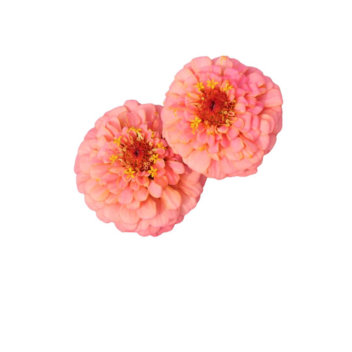 Zinnias Oklahoma Salmon Seeds | West Coast Seeds