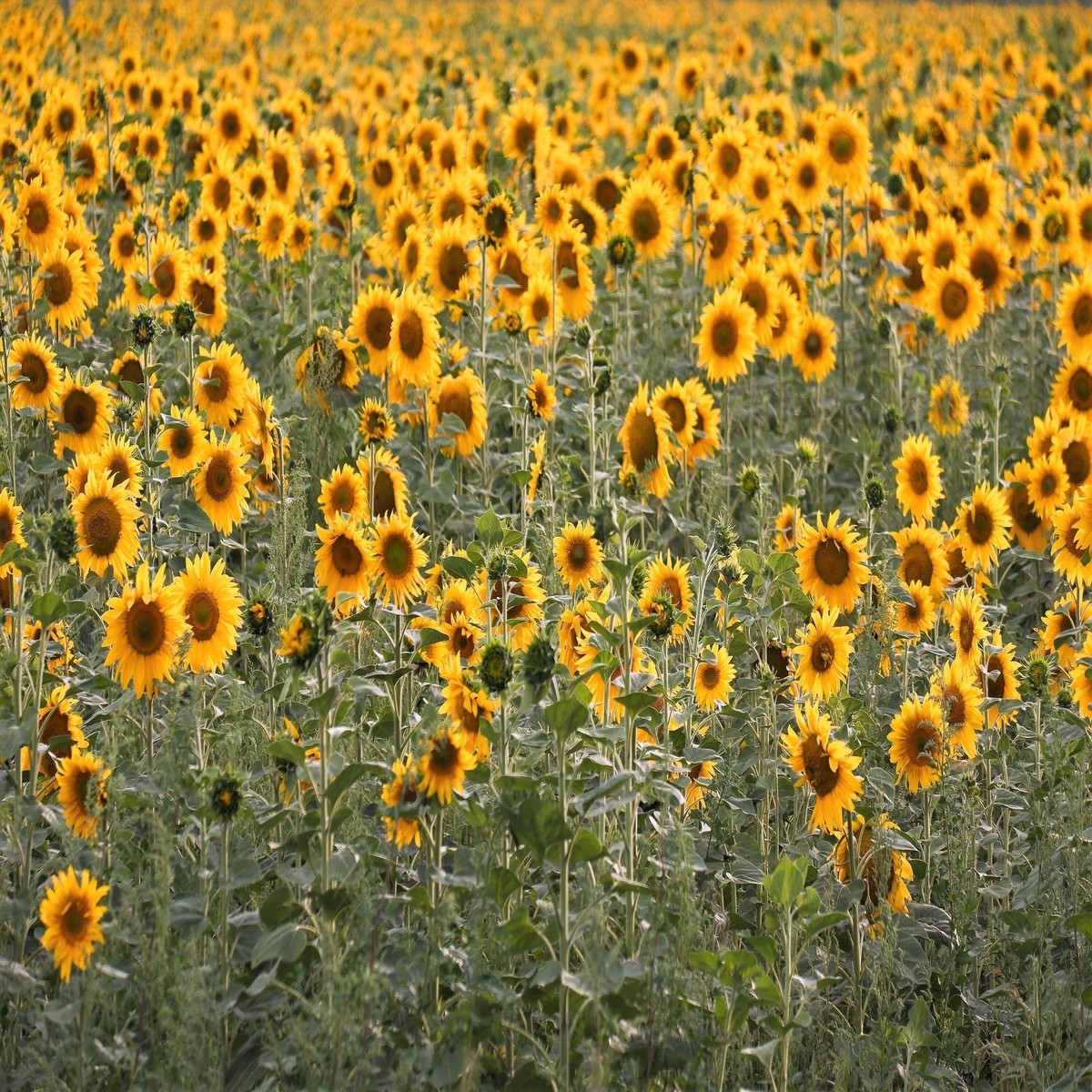 100 PEREDOVIK SUNFLOWER Helianthus Annuus aka Black Peredovik Good Oil / Oilseed Type Yellow Flower Seeds