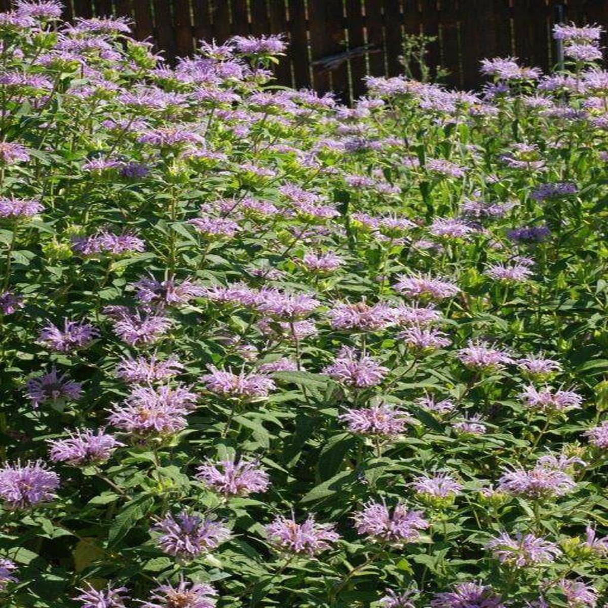 Wild Bergamot - Ontario Seed Company