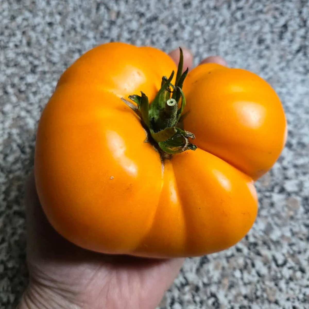 Yellow Brandywine Beefsteak Tomato - Eagleridge Seeds