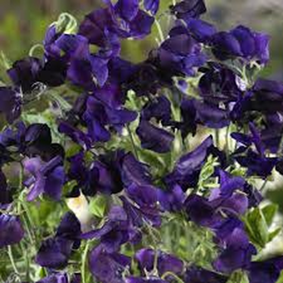 15 Sweet Pea Royal Navy Blue Seeds Fragrant Climbing Vine | Lathyrus odoratus | Non-GMO Flowers | Heirloom Blue Blooms