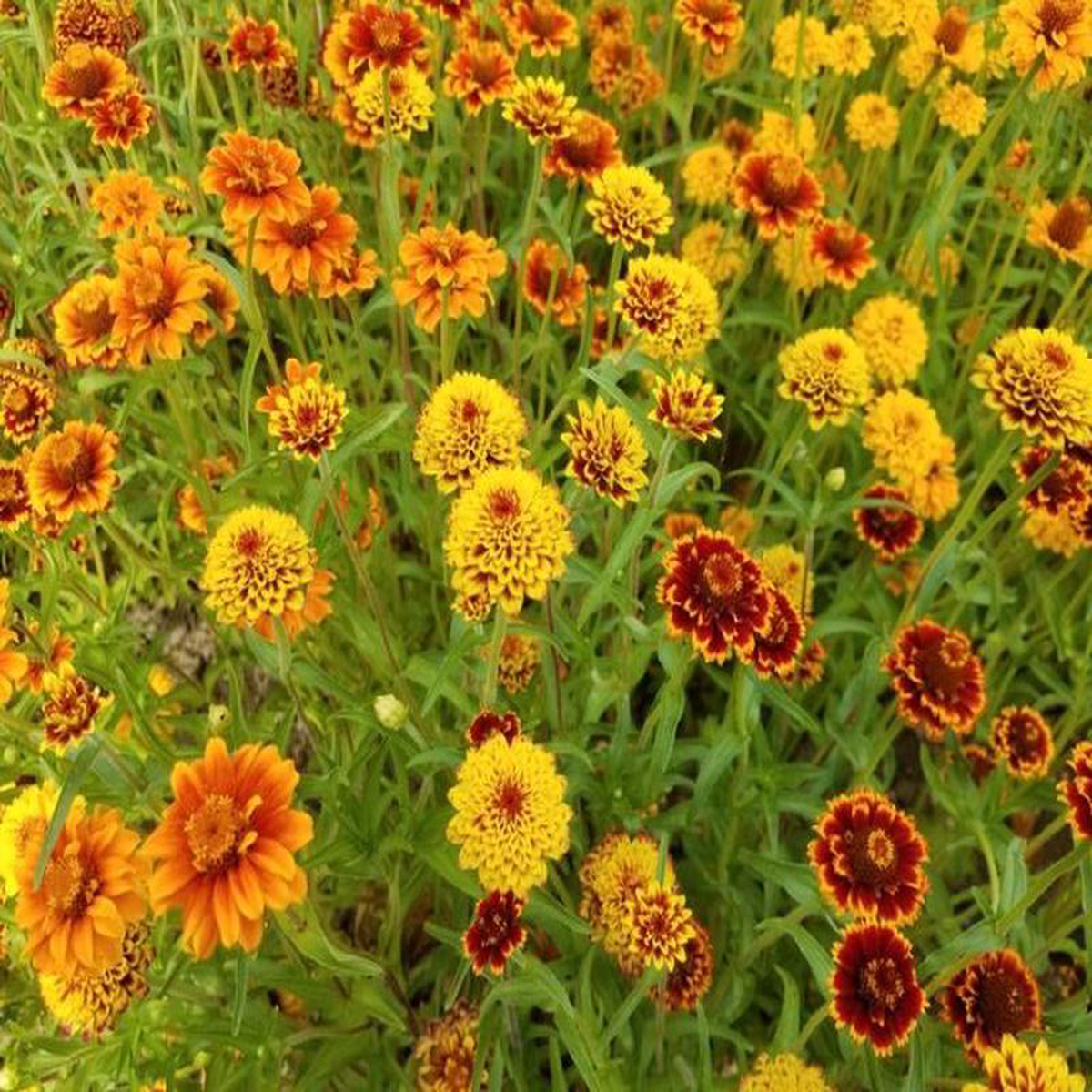Zinnia Persian Carpet 8211 Salt Spring Seeds