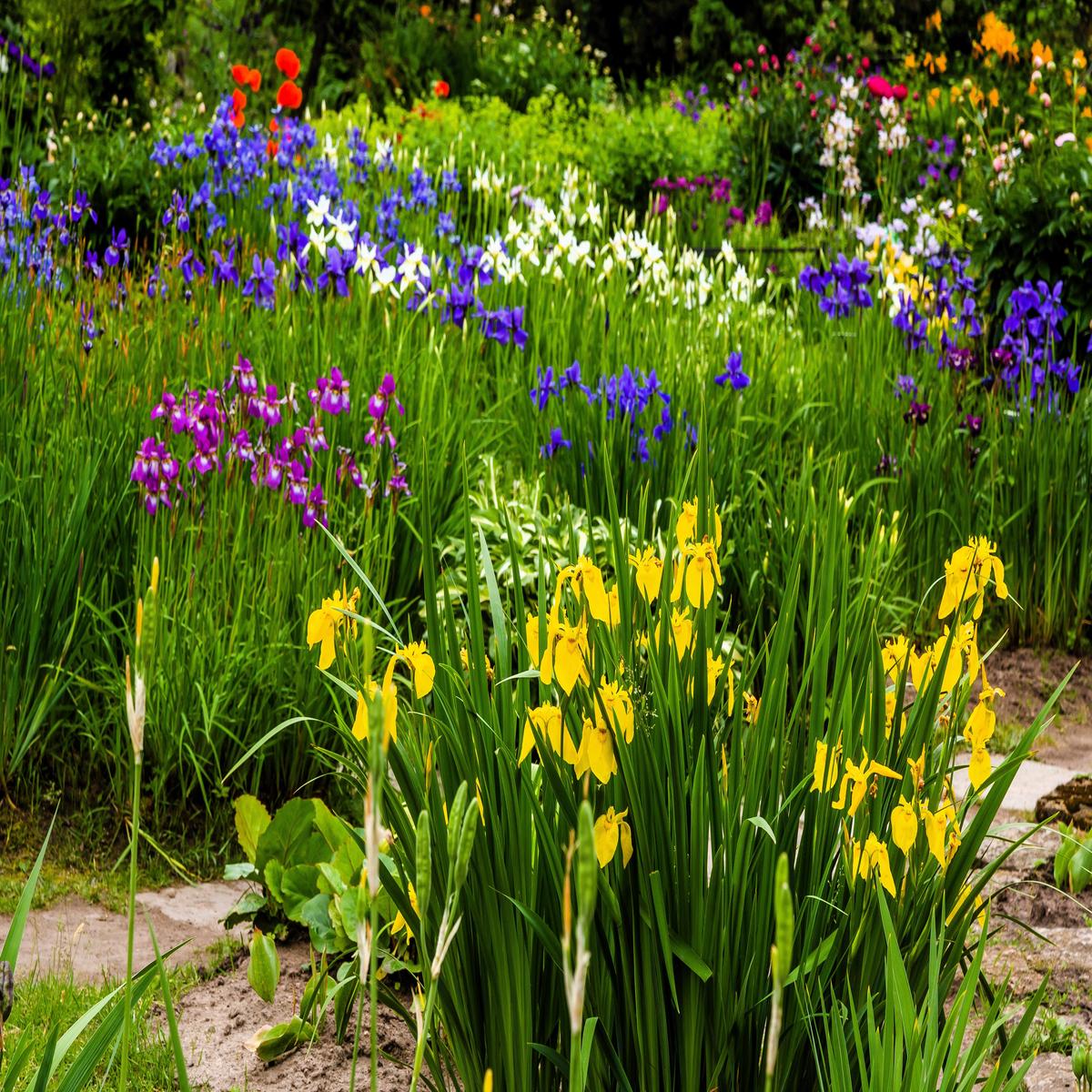 20 MIXED SIBERIAN IRIS Sibirica Iris Bicolor Blue Red White Yellow Purple Siberian Flag Flower Seeds