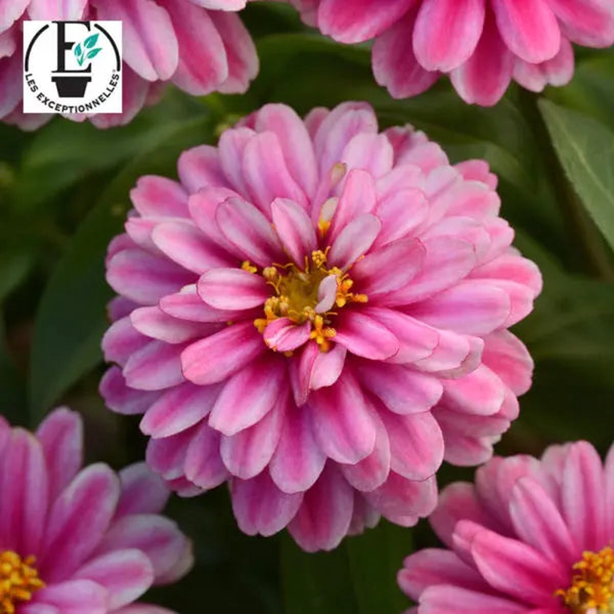 Zinnia Double Zahara Raspberry Ripple