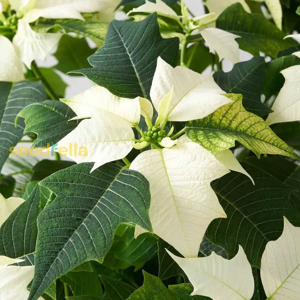 White Poinsettia Plant Seeds for Vibrant Holiday Blooms - Perfect for Planting and Holiday Dcor