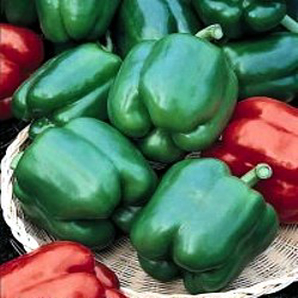 Yolo Wonder Sweet Pepper - 20 Seeds - Green to Red