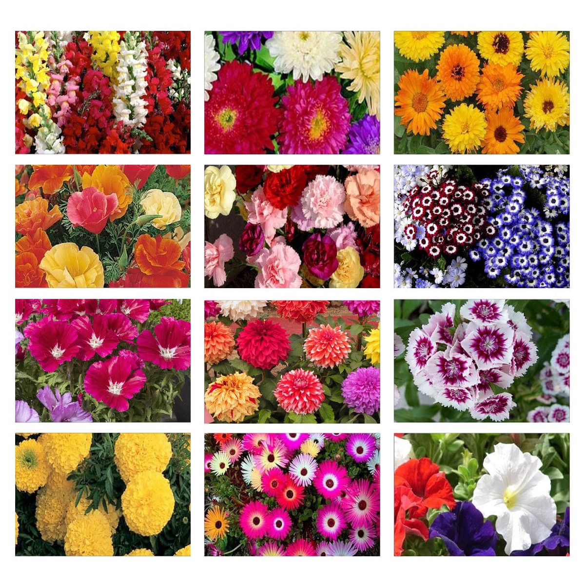 Winter Flower Seeds Kit (Set of 12)