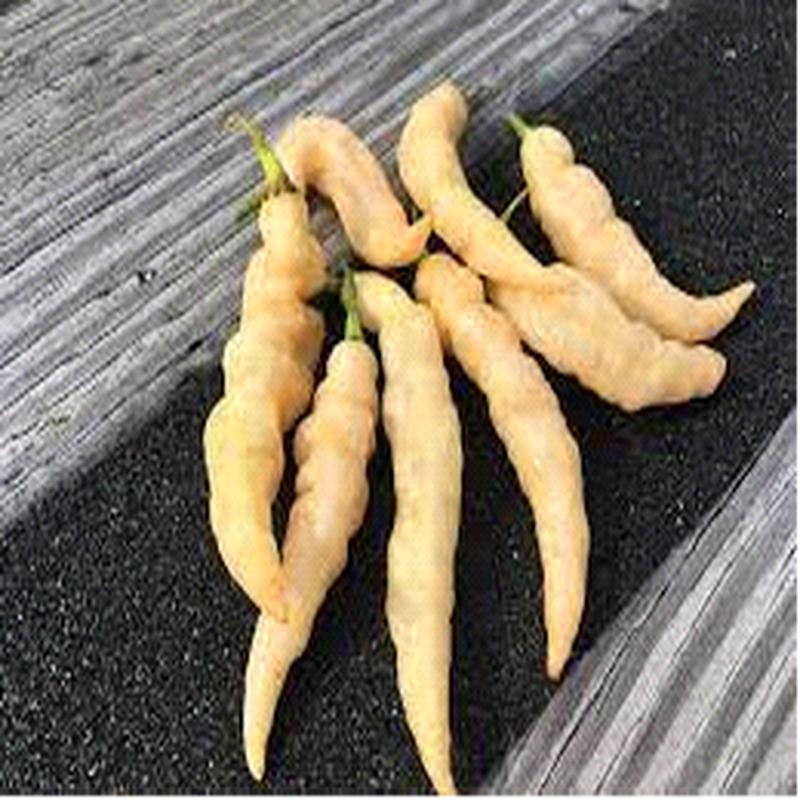 Wrinkled Peach Tiger Murupi Chilli Pepper - Capsicum Chinense - 5 Seeds